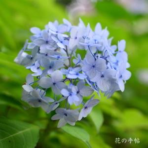 アジサイ　｜花の手帖の紫陽花図鑑
