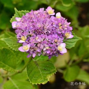 アジサイ　マイクジャク（舞孔雀）｜花の手帖の紫陽花図鑑
