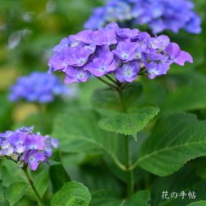 アジサイ　マリンブルー｜花の手帖の紫陽花図鑑