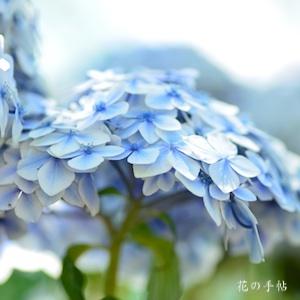 アジサイ　メロディ（Melody）｜花の手帖のweb紫陽花図鑑