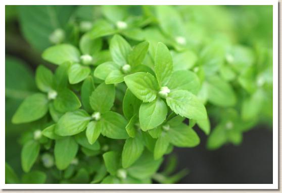 アジサイ　ミドリヤマアジサイ｜花の手帖のweb紫陽花図鑑