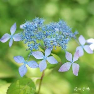 アジサイ　ミヒラ（三葩）｜花の手帖のweb紫陽花図鑑