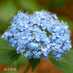 アジサイ　ミカワチドリ（三河千鳥）｜花の手帖の紫陽花図鑑
