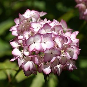 アジサイ　ミライ（未来）｜花の手帖のweb紫陽花図鑑