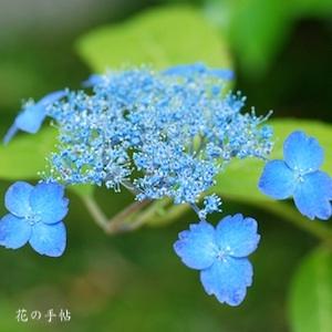 アジサイ　ミサトムラサキ｜花の手帖の紫陽花図鑑