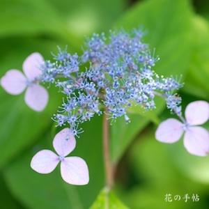 アジサイ　ミヤビ（雅）｜花の手帖のweb紫陽花図鑑
