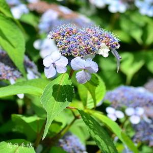アジサイ　ミヤビ（雅）｜花の手帖のweb紫陽花図鑑