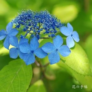 アジサイ　ミヤマクロヒメ（深山黒姫）｜花の手帖のweb紫陽花図鑑
