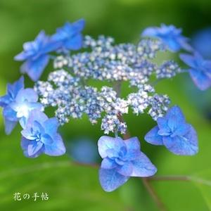 アジサイ　ミヤマヤエムラサキ（深山八重紫）｜花の手帖のweb紫陽花図鑑