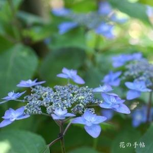 アジサイ　ミヤマヤエムラサキ（深山八重紫）｜花の手帖のweb紫陽花図鑑