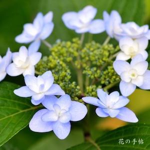 アジサイ　ミズアソビ｜花の手帖の紫陽花図鑑