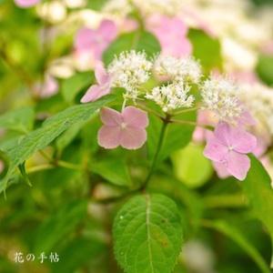 アジサイ　モモバナヤマアジサイ（桃花山紫陽花）｜花の手帖のweb紫陽花図鑑