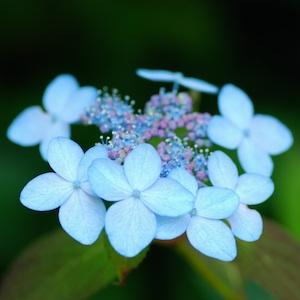 アジサイ　モンアソ（Mon Aso）｜花の手帖のweb紫陽花図鑑