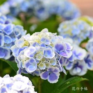 アジサイ　モナリザ（Monna Lisa）｜花の手帖のweb紫陽花図鑑