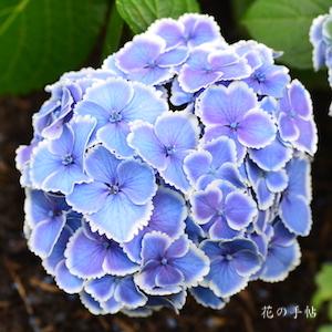 アジサイ　モナリザ（Monna Lisa）｜花の手帖のweb紫陽花図鑑