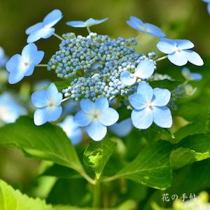 アジサイ　モリノイズミ（森の泉）｜花の手帖のweb紫陽花図鑑