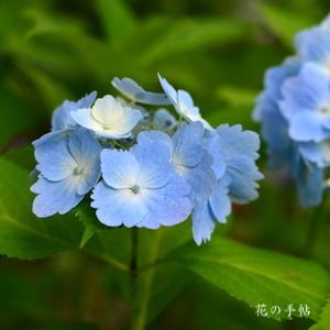アジサイ　ミスヘップバーン｜花の手帖の紫陽花図鑑