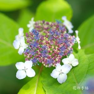 アジサイ　ムラッコ（村娘）｜花の手帖のweb紫陽花図鑑