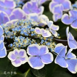 アジサイ　ムラサキシキブ（紫式部）｜花の手帖のweb紫陽花図鑑