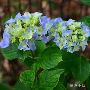 アジサイ　ミオソチス｜花の手帖の紫陽花図鑑