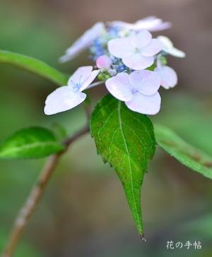 アジサイ　ニヨドモモヒメ（仁淀桃姫）｜花の手帖の紫陽花図鑑