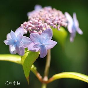 アジサイ　ニヨドヤエ（仁淀八重）｜花の手帖の紫陽花図鑑