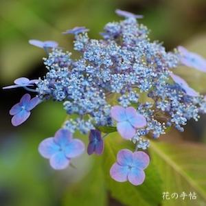 アジサイ　オオニジ（大虹）｜花の手帖のweb紫陽花図鑑