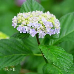 アジサイ　オテダマ｜花の手帖の紫陽花図鑑