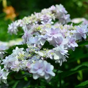 アジサイ　オトメゴコロ｜花の手帖の紫陽花図鑑