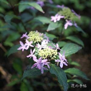 アジサイ　オトメノマイ｜花の手帖の紫陽花図鑑
