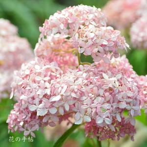 アジサイ　ピンク アナベル（Pink Annabelle）｜花の手帖の紫陽花図鑑