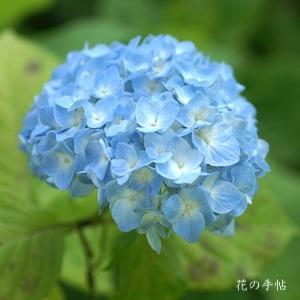 アジサイ プレジオサ（Preziosa）｜花の手帖の紫陽花図鑑