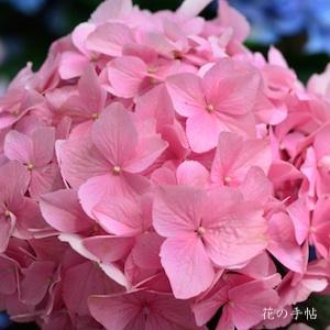 アジサイ プリモローザ｜花の手帖の紫陽花図鑑