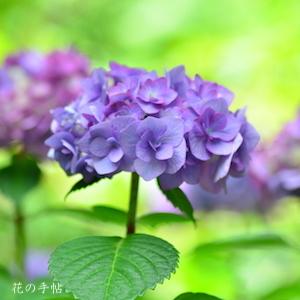 アジサイ ポージー ブーケ エヴィータ（Posy Bouquet Evita）｜花の手帖の紫陽花図鑑