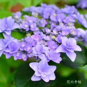 アジサイ　ポージー ブーケ ララ｜花の手帖の紫陽花図鑑