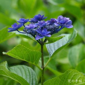 アジサイ　ポージー ブーケ メアリー（Posy Bouquet Mary）｜花の手帖の紫陽花図鑑