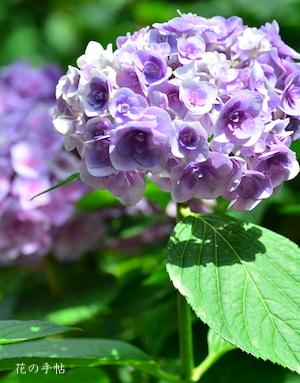 アジサイ　ポージー ブーケ メアリー（Posy Bouquet Mary）｜花の手帖の紫陽花図鑑