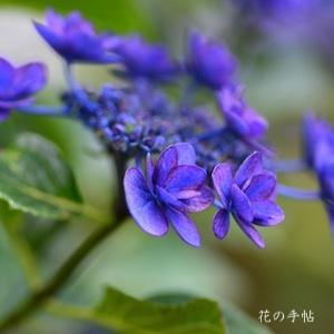 アジサイ ポージー ブーケ ミミ｜花の手帖の紫陽花図鑑