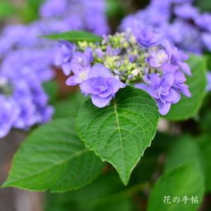 アジサイ ポージー ブーケ ミミ｜花の手帖の紫陽花図鑑