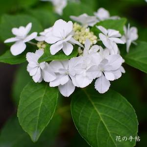 アジサイ ポージー ブーケ ナナ｜花の手帖の紫陽花図鑑