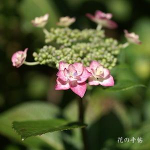 アジサイ ポージー ブーケ スージー｜花の手帖の紫陽花図鑑