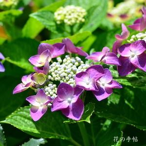 アジサイ　パープルドレス｜花の手帖の紫陽花図鑑