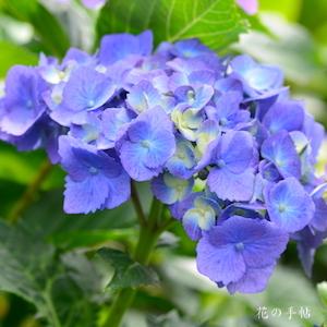 アジサイ　ライデン（雷電）｜花の手帖のweb紫陽花図鑑
