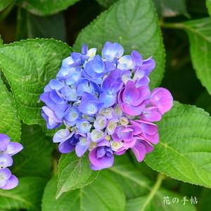 アジサイ　ラセン｜花の手帖のweb紫陽花図鑑