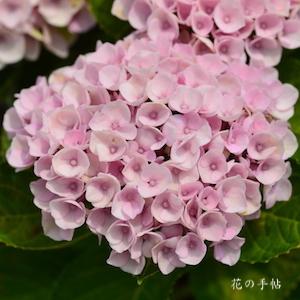 アジサイ　レボリューション（Revolution）｜花の手帖のweb紫陽花図鑑