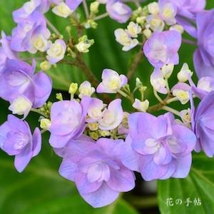 アジサイ　ロザリオ（Rosario）｜花の手帖のweb紫陽花図鑑