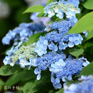 アジサイ　ルリノカツラ（瑠璃の桂）｜花の手帖のweb紫陽花図鑑