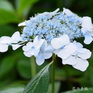 アジサイ　リョウセン（涼泉）｜花の手帖の紫陽花図鑑