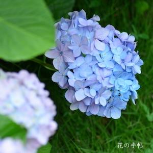 アジサイ　シースプレー（Seaspray）｜花の手帖の紫陽花図鑑