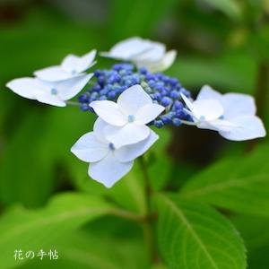 アジサイ　｜花の手帖の紫陽花図鑑